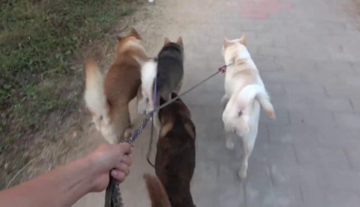 同时遛4只中华田园犬是种怎样的体验？仿佛在拉一架狗车！