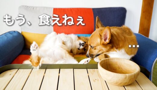 食後の態度がデカすぎる犬【コーギー】