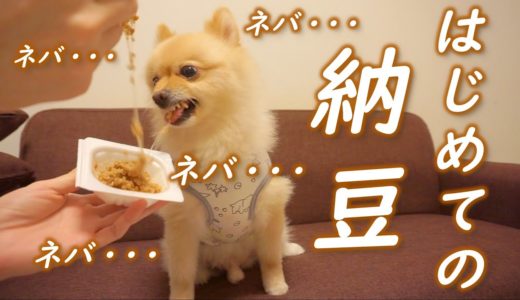 はじめて納豆を食べた犬の反応がこちら…笑