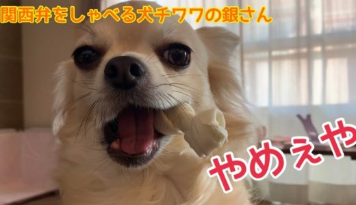 【関西弁をしゃべる犬】チワワの銀さん　指もってったろか　【おしゃべりペット】