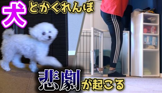 なぜこうなる、、、愛犬の様子が明らかにおかしい【犬とかくれんぼでの悲劇】