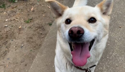 白い犬と猫の日常