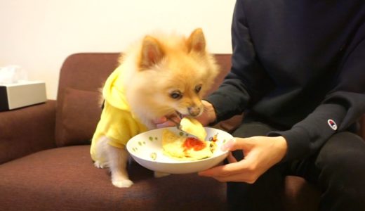 はじめてオムライスを食べた犬の反応がこちらです…笑