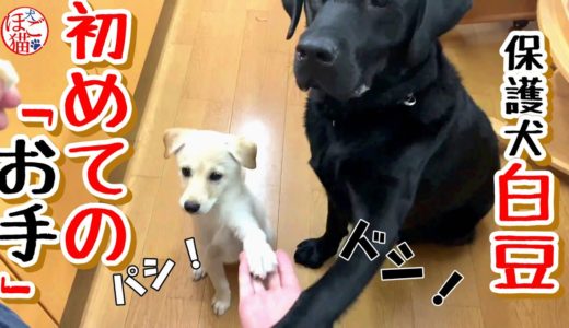 【子犬　ラブラドール】保護犬・白豆　初めての「お手」