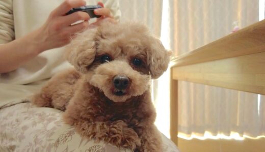 【※最後にお知らせ】ニンテンドースイッチを夢中でしてたら犬が寂しそうにしてしまいました...【トイプードル】