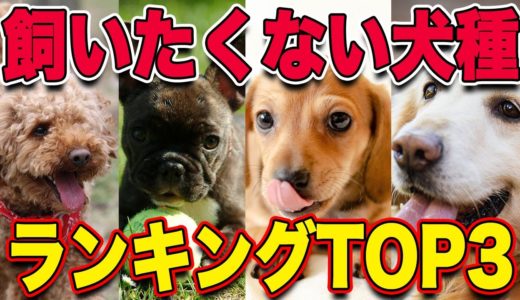 【飼いたくない犬種】ランキングTOP3！三度の飯より犬が好き！松本秀樹でも飼いたくない犬種がいる！-予告-「飛行機」