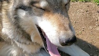 狼犬のあきれ顔って知ってますか？？