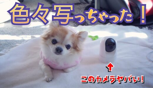 最新ペットカメラで留守中の犬を撮影したら色々と凄い事になりました！