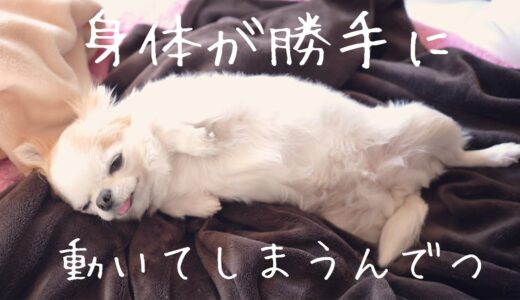 自分ではパブロフの犬のような動きが止められないチワワｗｗｗｗｗ【条件反射】