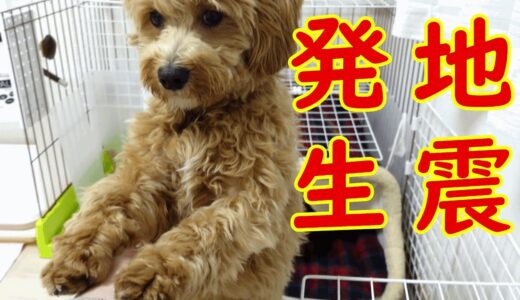 初めての地震で直立不動になっちゃった犬がこちら【福島宮城震度6強】