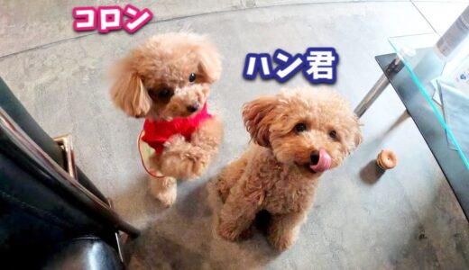 【コラボ】初恋？バレンタインのプレゼントで急接近した犬【トイプードルのコロン】