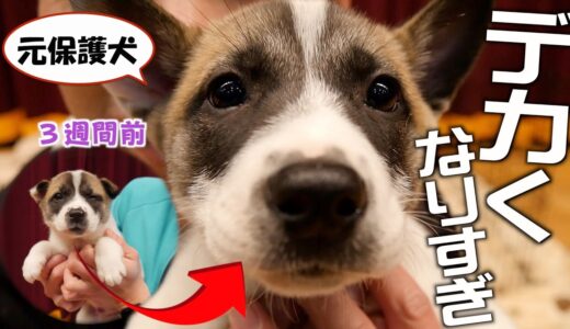 【元保護犬】子犬を引き取って３週間…体重増加が半端じゃないから見て！