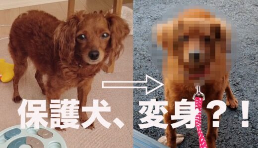 保護犬、初めてのカットで別犬になった。小さな冒険のVlog。【Day38】