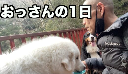 独身おっさんと大型犬3頭の1日【Vlog】