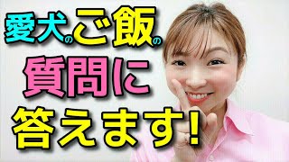 【犬 ご飯】愛犬がご飯を食べない！残す！ご飯前に興奮する！吠える！決まった時間にあげた方が良いの？新遠藤エマチャンネル【犬のしつけ＠横浜】