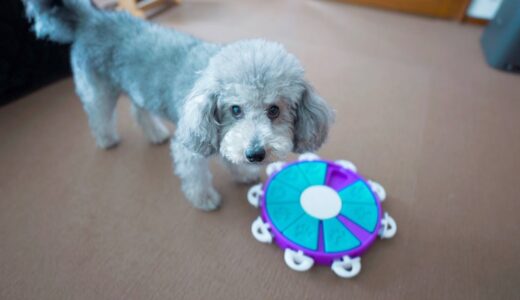 知育玩具の最後のロックがなかなか外せない犬