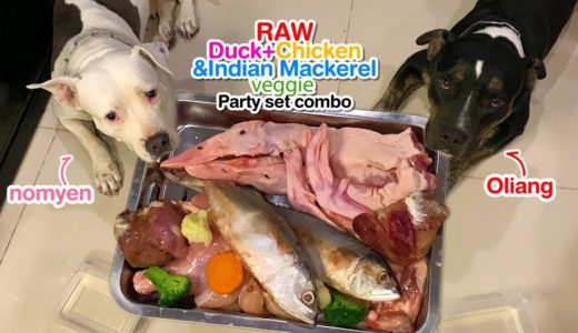 🐶🐶Pit Bulls eat RAW Food 🐟🦆🐓🥦🥕🥗 Party combo [ASMR] MUKBANG 犬が生の肉を食べる[咀嚼音] Dog VLOG | RAW feeding