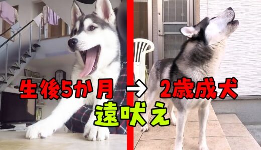 ハスキー犬の遠吠えは成長するとこうなる