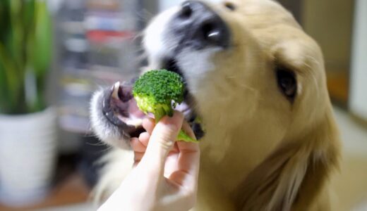 ブロッコリー大好き犬がこちら