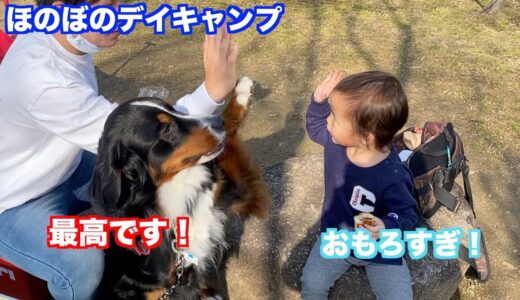 【犬とお出かけ】公園でデイキャンプを楽しむ　バーニーズマウンテンドッグ　 bernese mountain dog