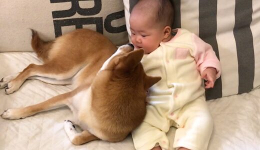 ついに柴犬の存在に気付き始めた赤ちゃん〜playback momohana｜犬と子供のvlog