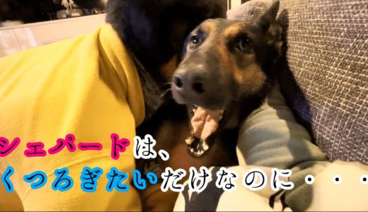 シェパード犬はただくつろぎたいだけなのに・・・【German Shepherd】 My Dog Just Wants To Relax…