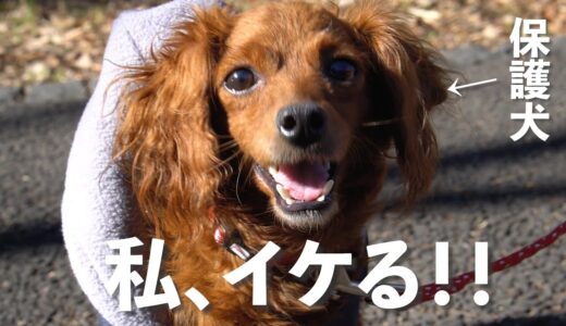 保護犬、びっくり成長ピクニック！みんなで散歩日和のゆるいVlog【Day35】