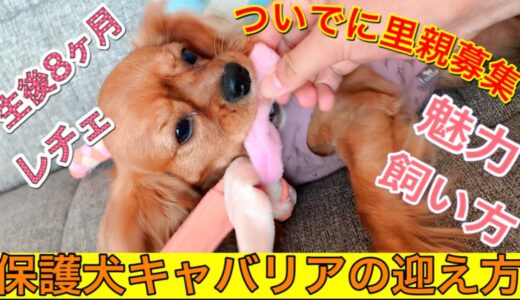 キャバリアの魅力！飼い方！注意点！【キャバの保護犬の迎え方！】