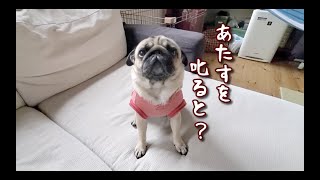 あざとさ全開で飼い主を手玉にとるパグ犬ぷぅPug