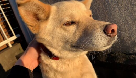 夕方の白い犬と朝の猫