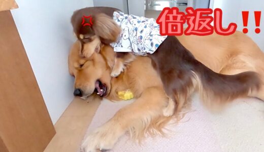 不意打ちをしてきた大型犬にブチ切れて倍返しをする小型犬がこちら。ゴールデンレトリバーのクッキーとミニチュアダックスフンドの子犬ショコラとの幸せな日常