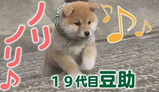 200万回再生♪【柴犬・豆柴】気ままな豆助もやっぱりかわいい【癒し】[Shiba Inu / Mameshiba/Puppy]