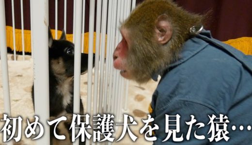 保護犬を見たお猿さん、予想外の行動に出る…。