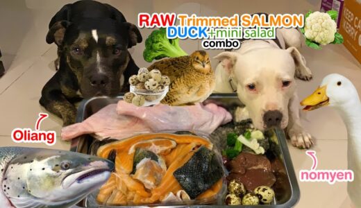 🐶🐶Pit Bulls eat Trimmed🇳🇴🐟SALMON&🦆DUCK combo [ASMR] MUKBANG 犬が生の肉を食べる[咀嚼音] RAW feeding