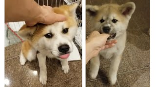 ウチの秋田犬が赤ちゃんの頃からワイになついていた証拠動画を大放出します。