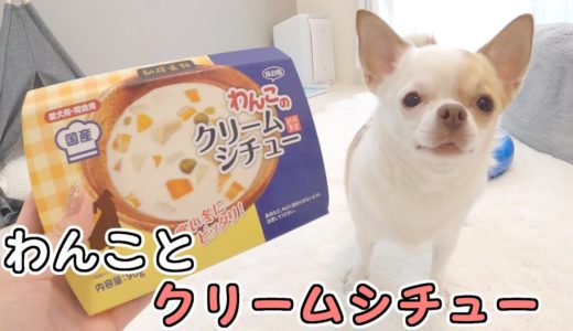 初めてクリームシチューを食べた犬の反応がコチラ