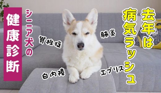 10歳のシニア犬、健康診断に行ってきました【コーギー】