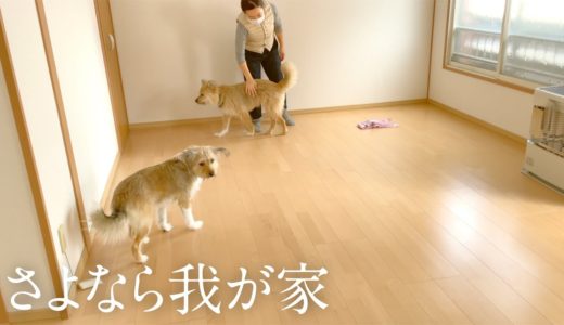 引っ越しでからっぽになった我が家を犬に見せたらどんな反応？