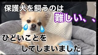 【保護犬を飼いたいと思っている方へ】私はトライアルに失敗しました