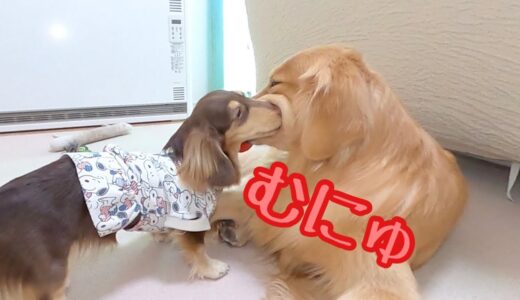 大型犬の口をむにゅっとするのが癖になっちゃった小型犬。ゴールデンレトリバーのクッキーとミニチュアダックスフンドの子犬ショコラとの幸せな日常