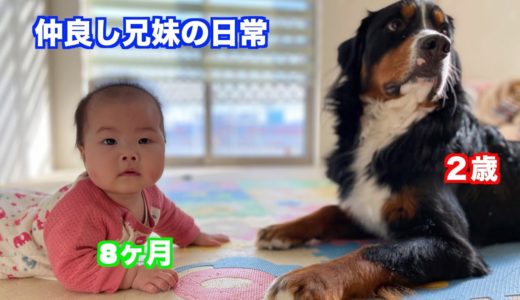 【犬と赤ちゃん】つかず離れず見守ってくれるお兄ちゃん　バーニーズマウンテンドッグ　 bernese mountain dog