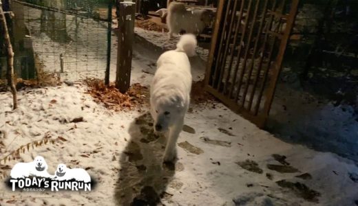 雪なので掃除が終わるまで犬舎で待機していたルンルンとアランです　Great Pyrenees　グレートピレニーズ