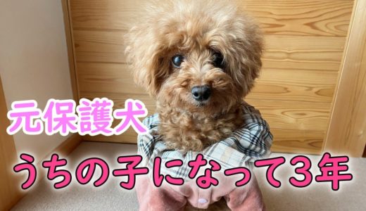 【元保護犬】うちの子になって3年経ったサラ