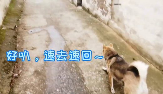 中华田园犬灰灰当妈足了不出户，被骗出来上厕所，一秒钟都不耽误！