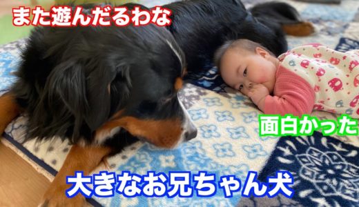 【子守犬】赤ちゃんを特技であやす　バーニーズマウンテンドッグ　 bernese mountain dog