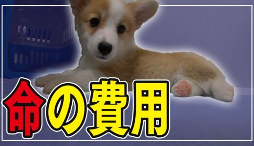 【コーギーのリアルな飼育費用】犬を育てるのにこのくらいお金が必要です！〖funny corgi〗