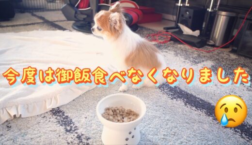 とうとうゴハンを食べなくなった老犬チワワのチョッピさん😢