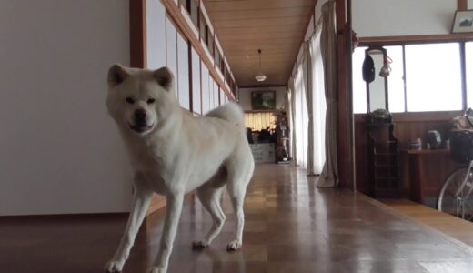 【秋田犬ゆうき】早く投げてと催促してはフライングばかりするボール遊び【akita dog】