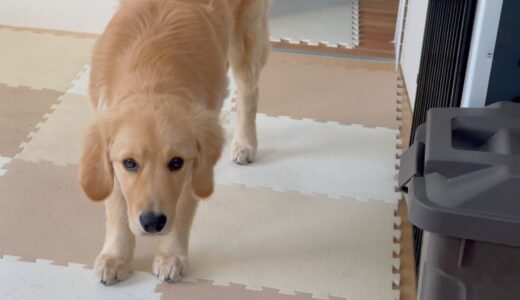 【豹変する犬】この顔には、もう騙されません・・・