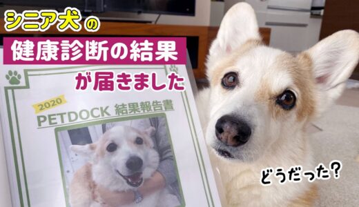 シニア犬の健康診断結果で飼主が一番驚いたことは…！？【コーギー】